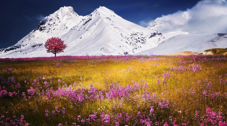 西藏高原辽阔草甸上一顶孤立的白色帐篷，远处雪山轮廓在夕阳下泛着冷光，画面苍凉而寂静
